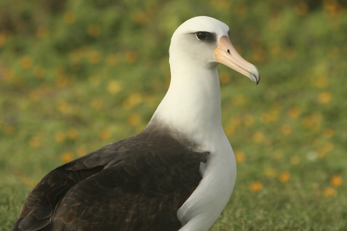 Laysan Albatross - ML142129051