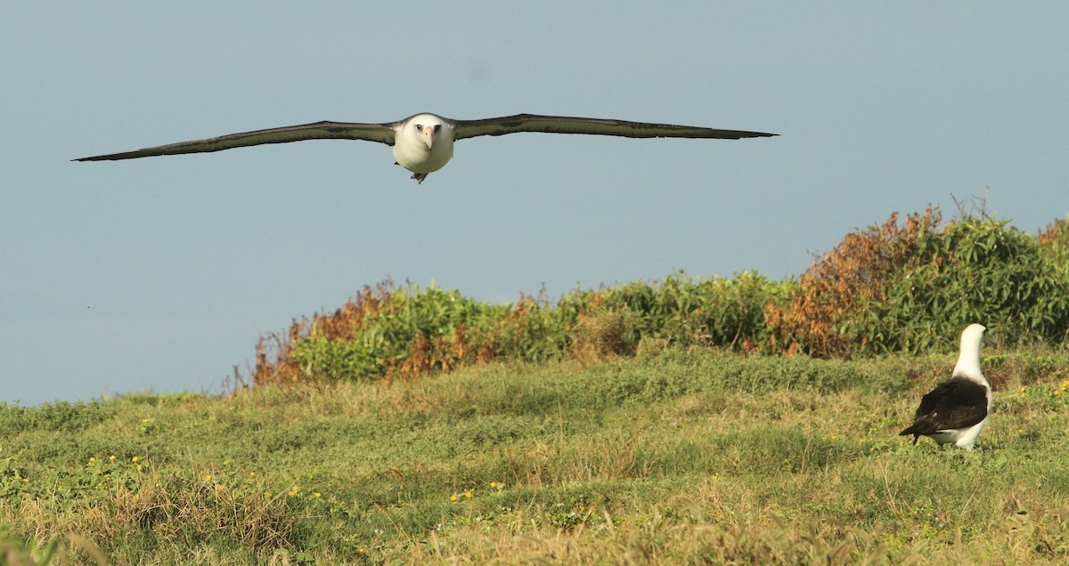 Laysan Albatross - ML142129071