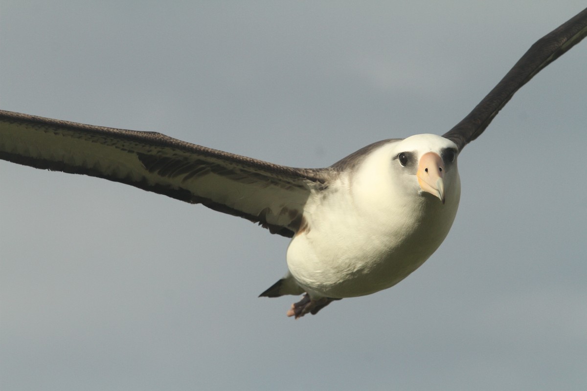 Laysan Albatross - Ben Barkley