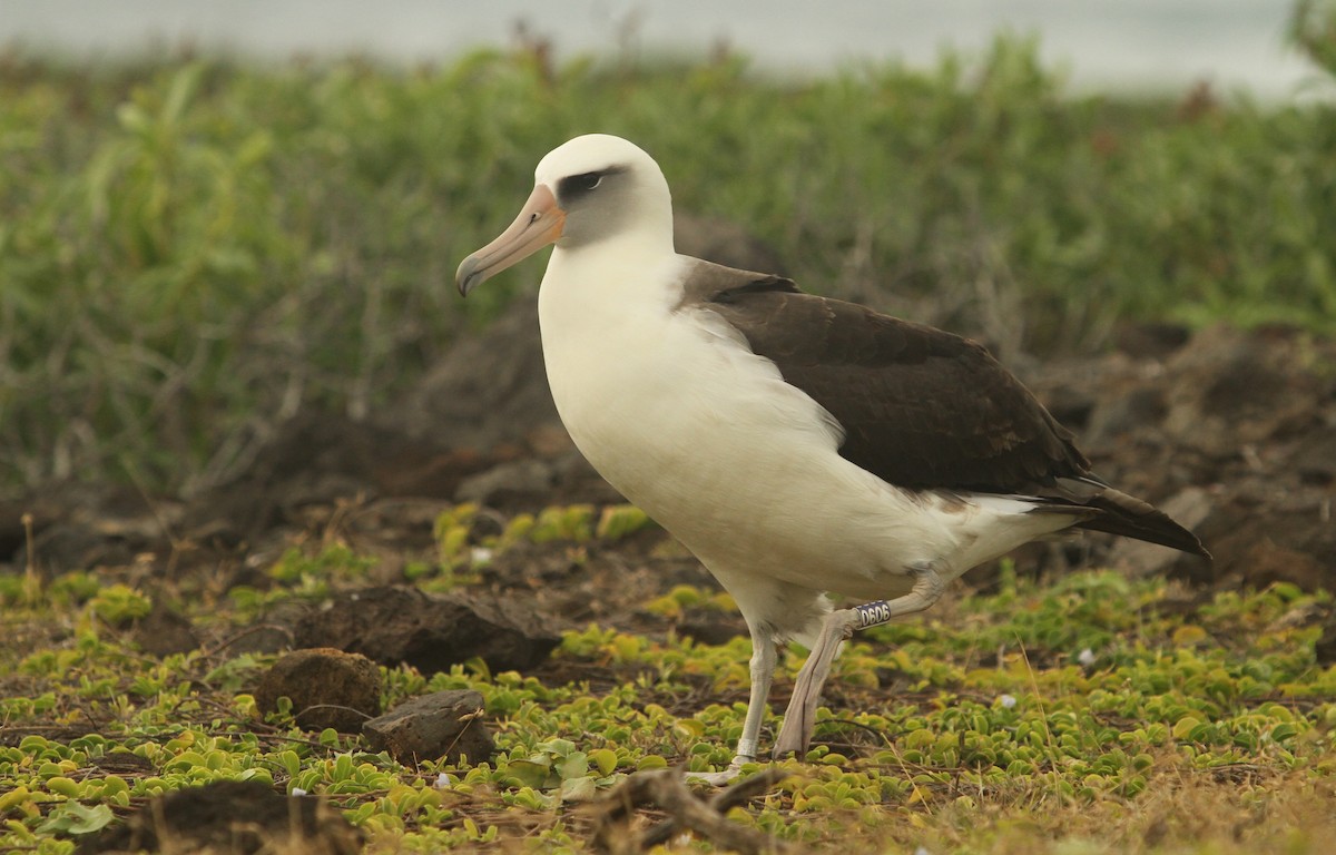 Laysan Albatross - Ben Barkley