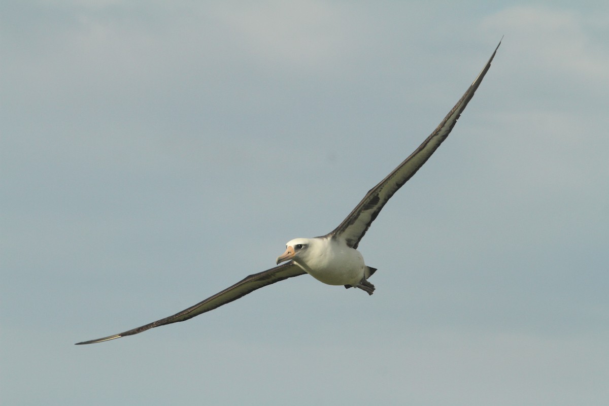 Laysan Albatross - ML142129141