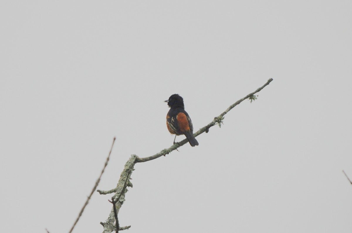 Orchard Oriole - ML142129271
