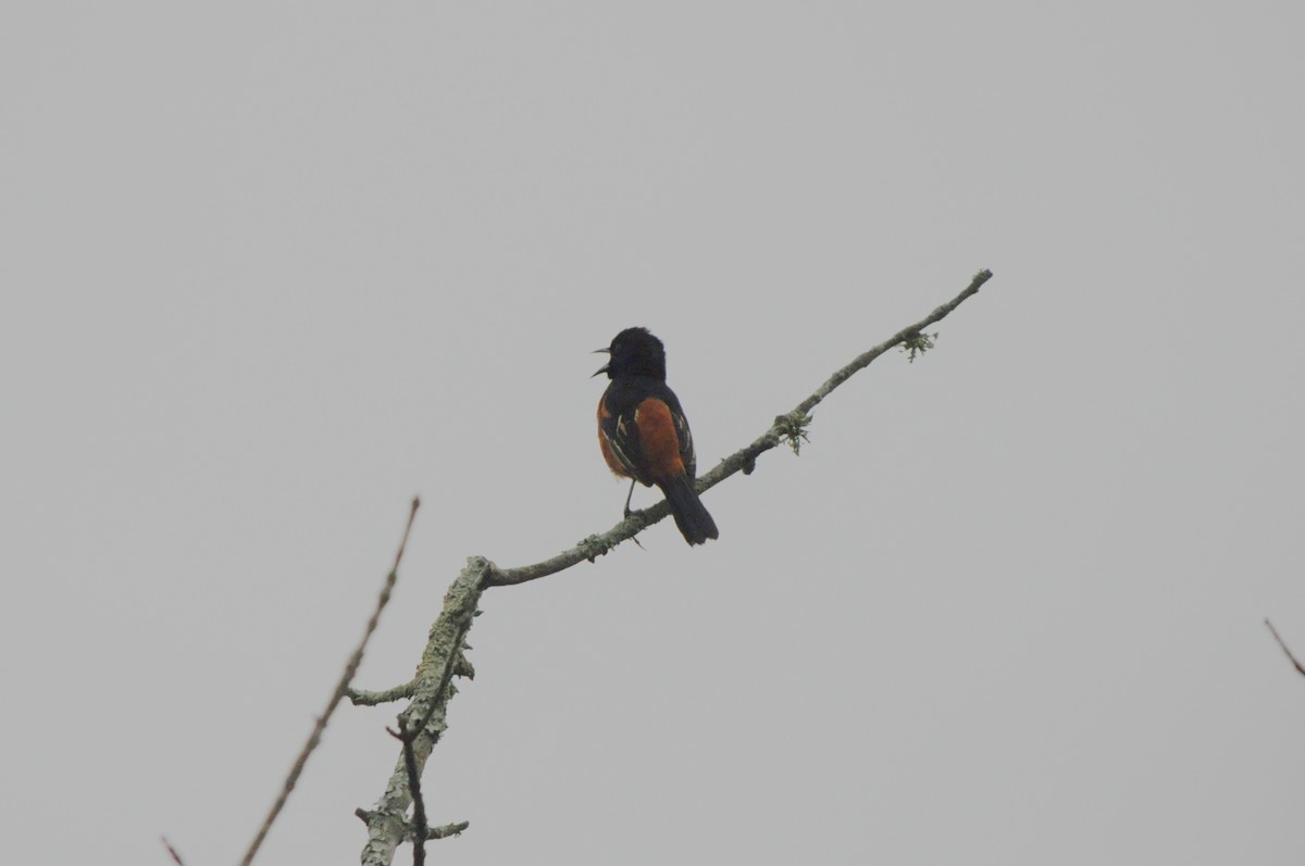 Orchard Oriole - ML142129281