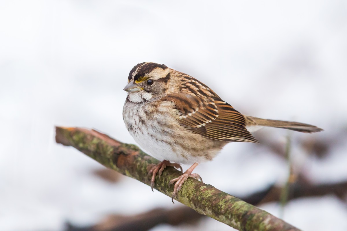 White-throated Sparrow - Ryan Sanderson