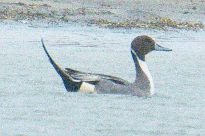 Northern Pintail - Michael Cheves