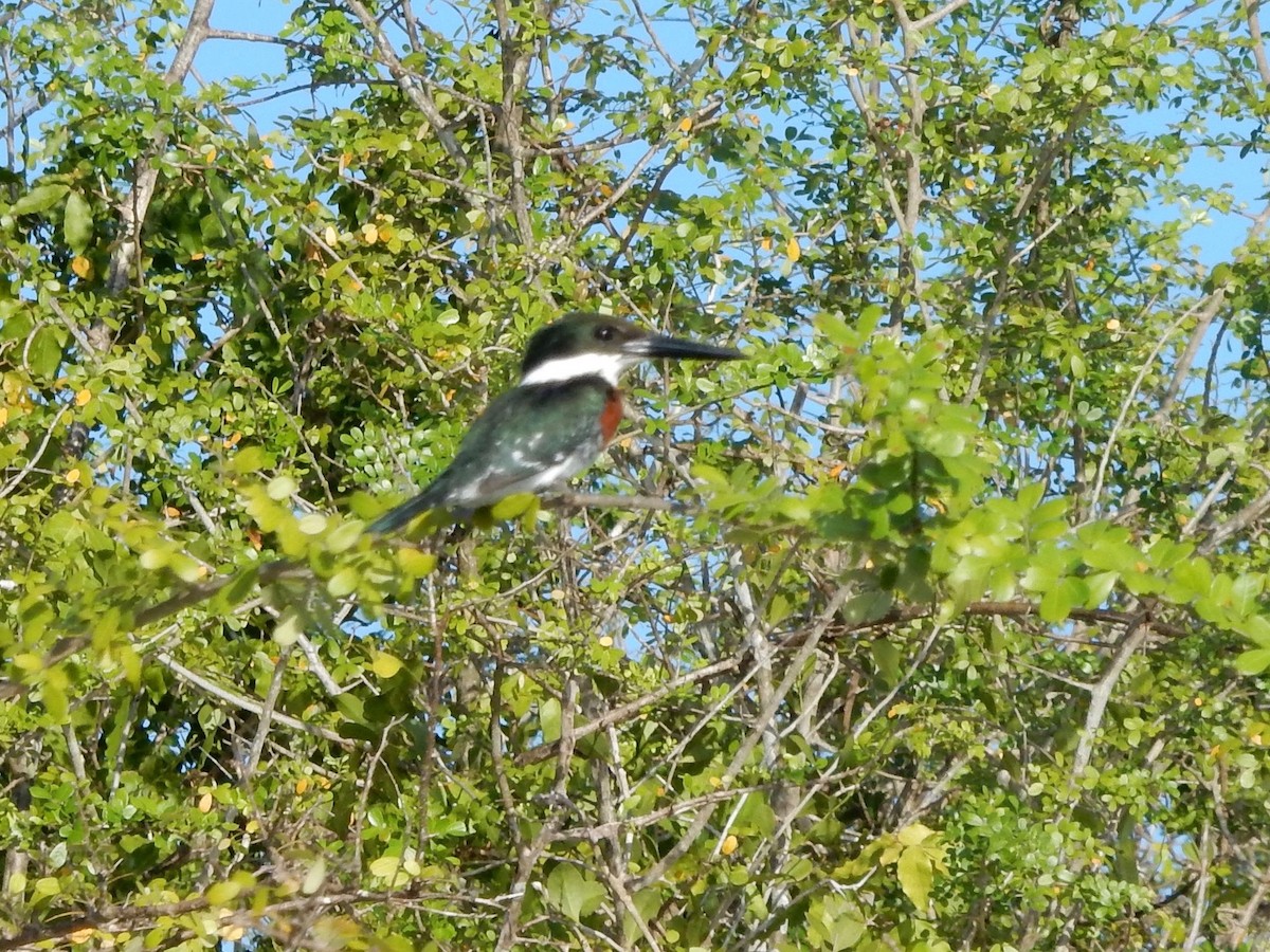 Green Kingfisher - Daisy Paul