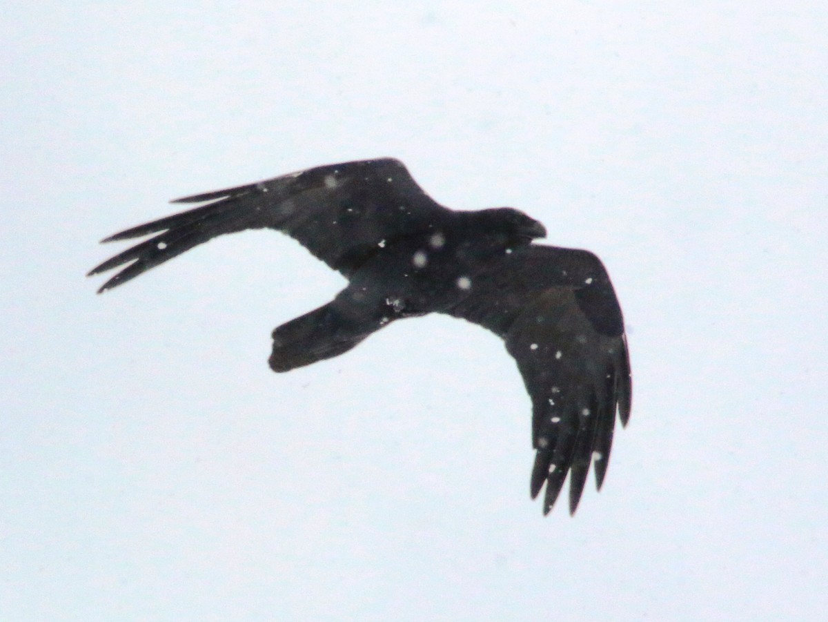 Common Raven - ML142133561