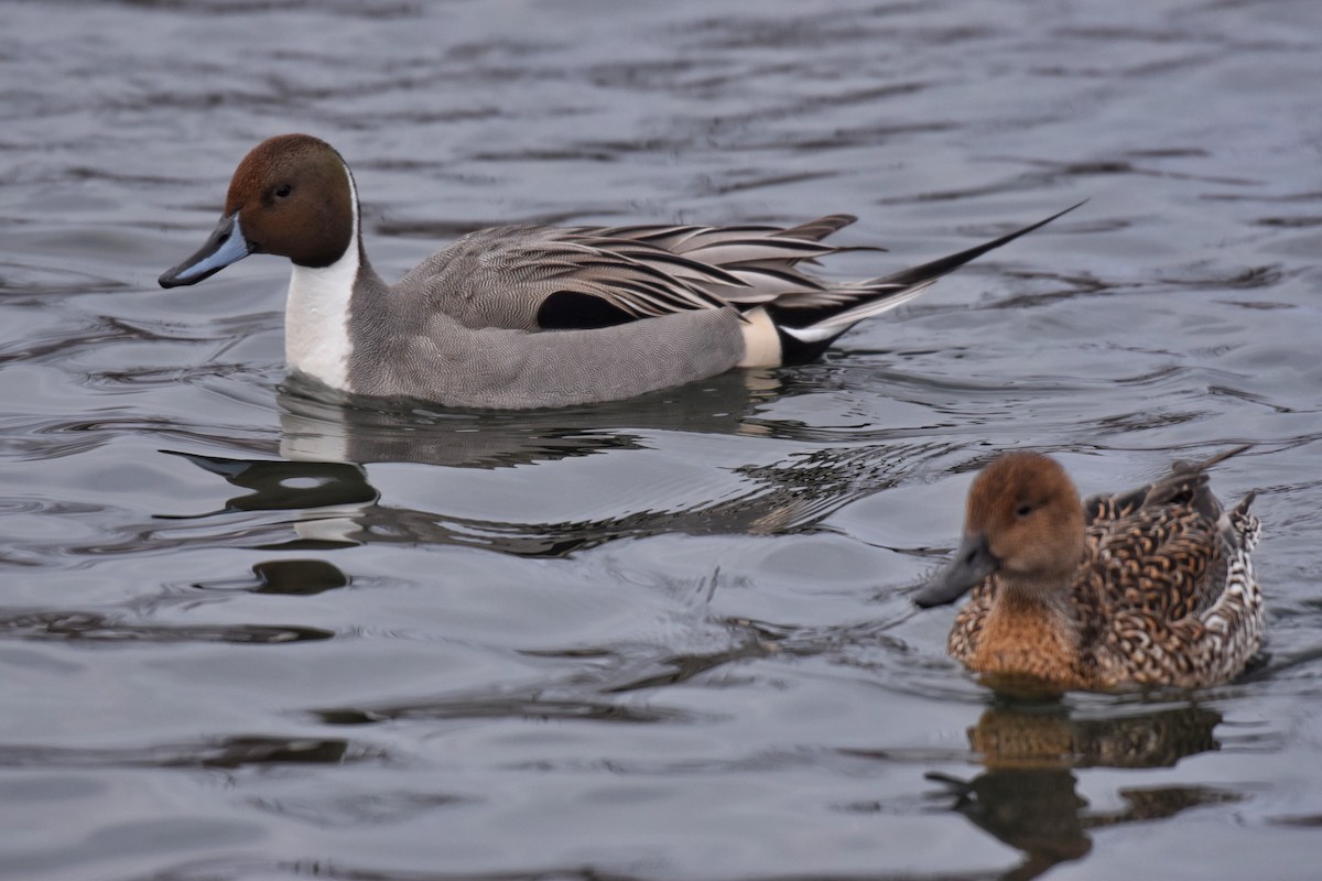 Northern Pintail - Angie Gibson