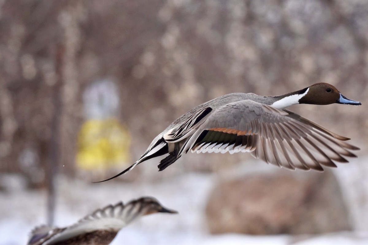 Northern Pintail - Angie Gibson