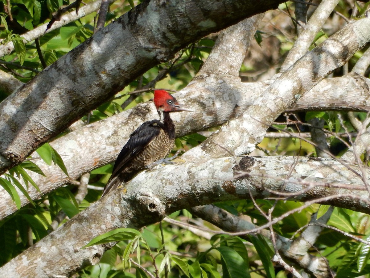 Pale-billed Woodpecker - ML142135681