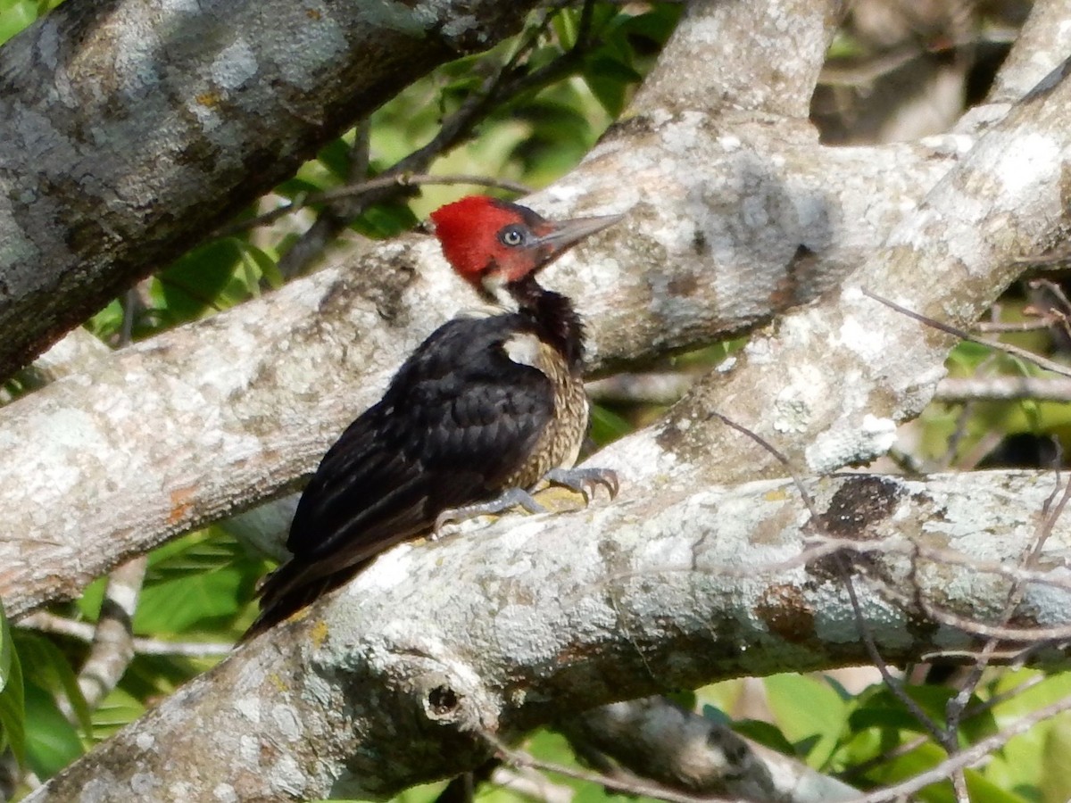 Pale-billed Woodpecker - ML142135721