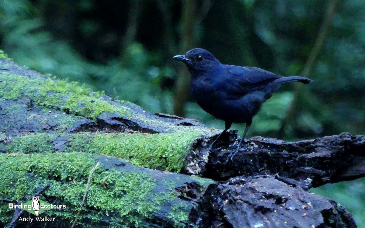 Javan Whistling-Thrush - Andy Walker - Birding Ecotours