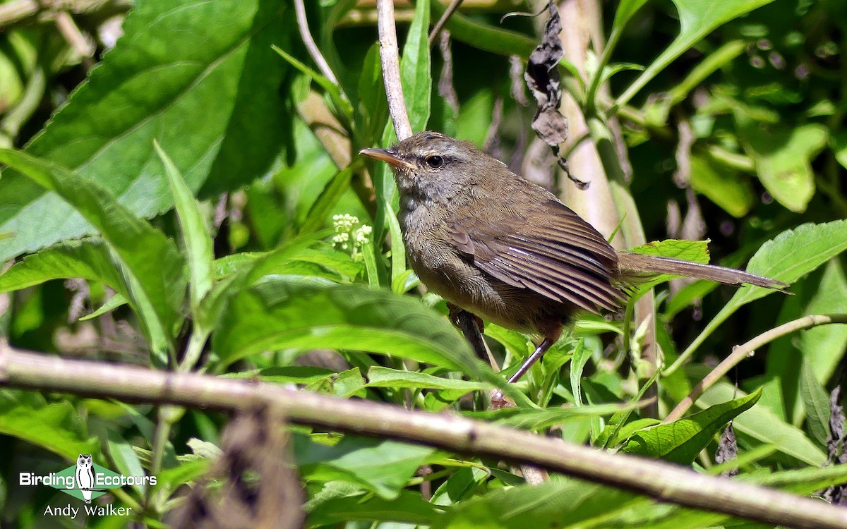 Aberrant Bush Warbler (Sunda) - Andy Walker - Birding Ecotours