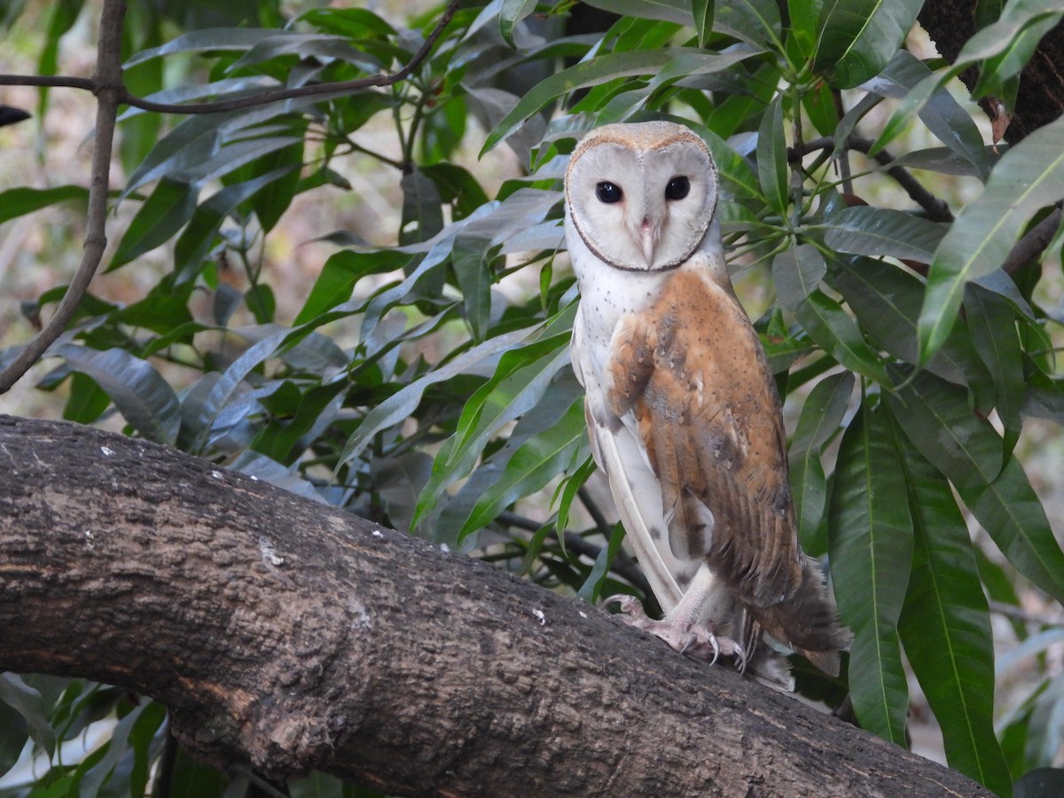 Barn Owl - Kalpesh Gaitonde