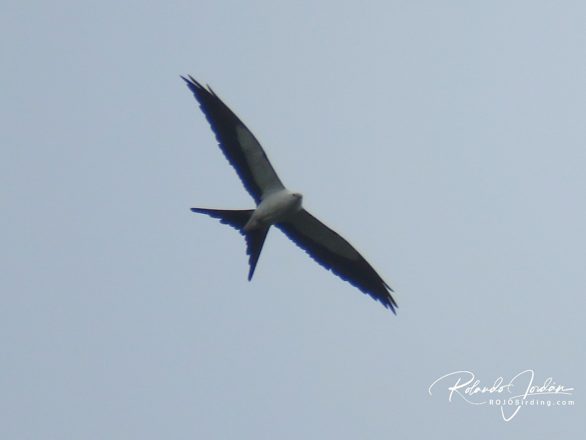 Swallow-tailed Kite - Rolando Jordan