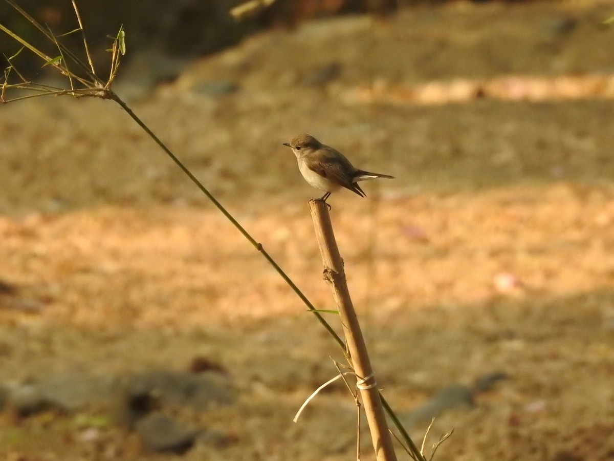 Red-breasted Flycatcher - Kalpesh Gaitonde