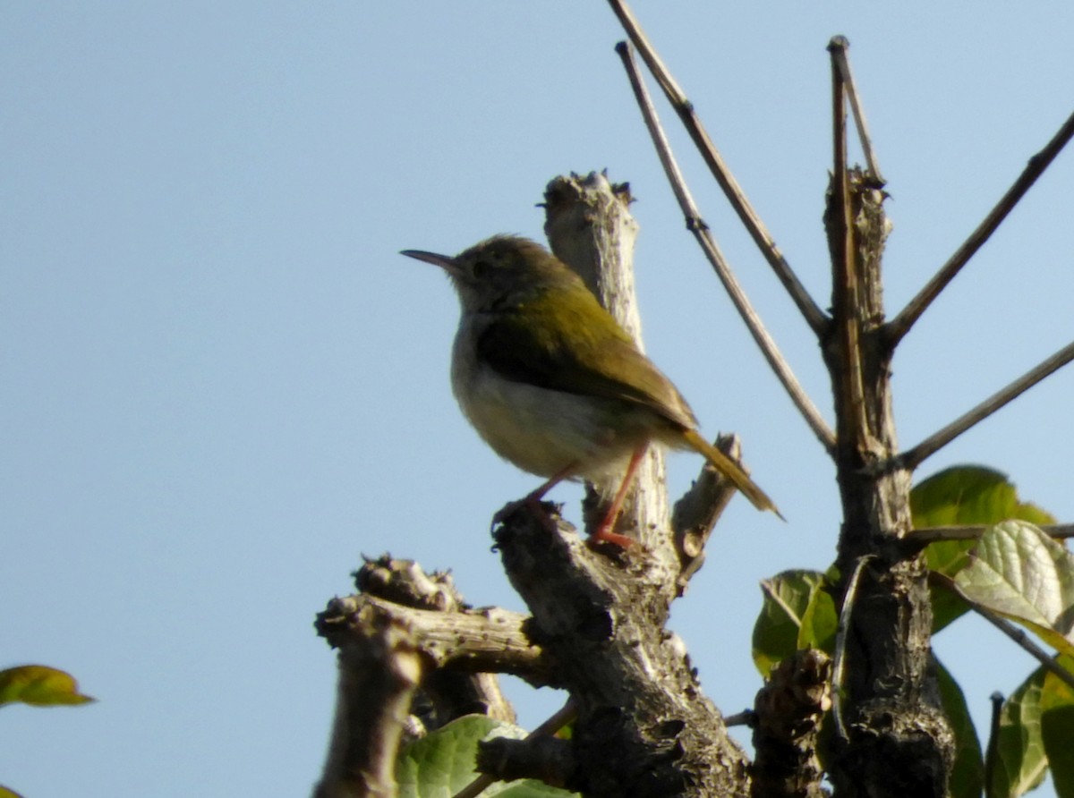 Common Tailorbird - Manju Sinha
