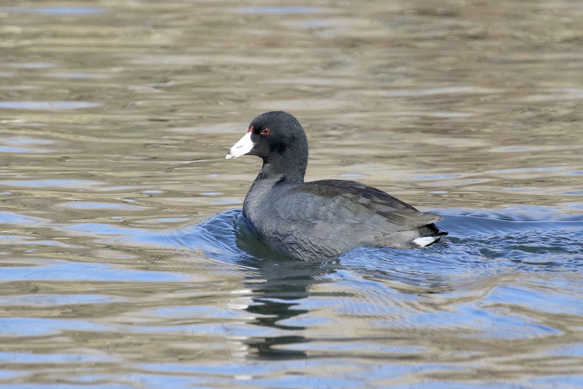 American Coot (Red-shielded) - ML142140911
