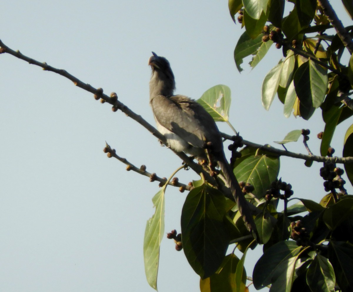 Indian Gray Hornbill - Manju Sinha