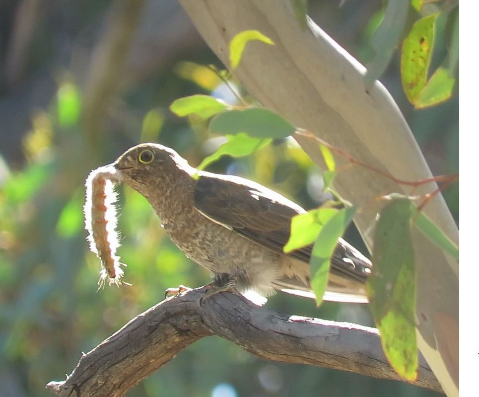 Fan-tailed Cuckoo - Kumiko Callaway