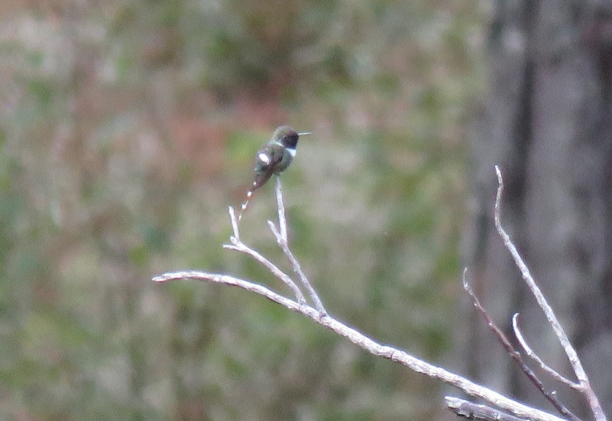Sparkling-tailed Hummingbird - ML142143261