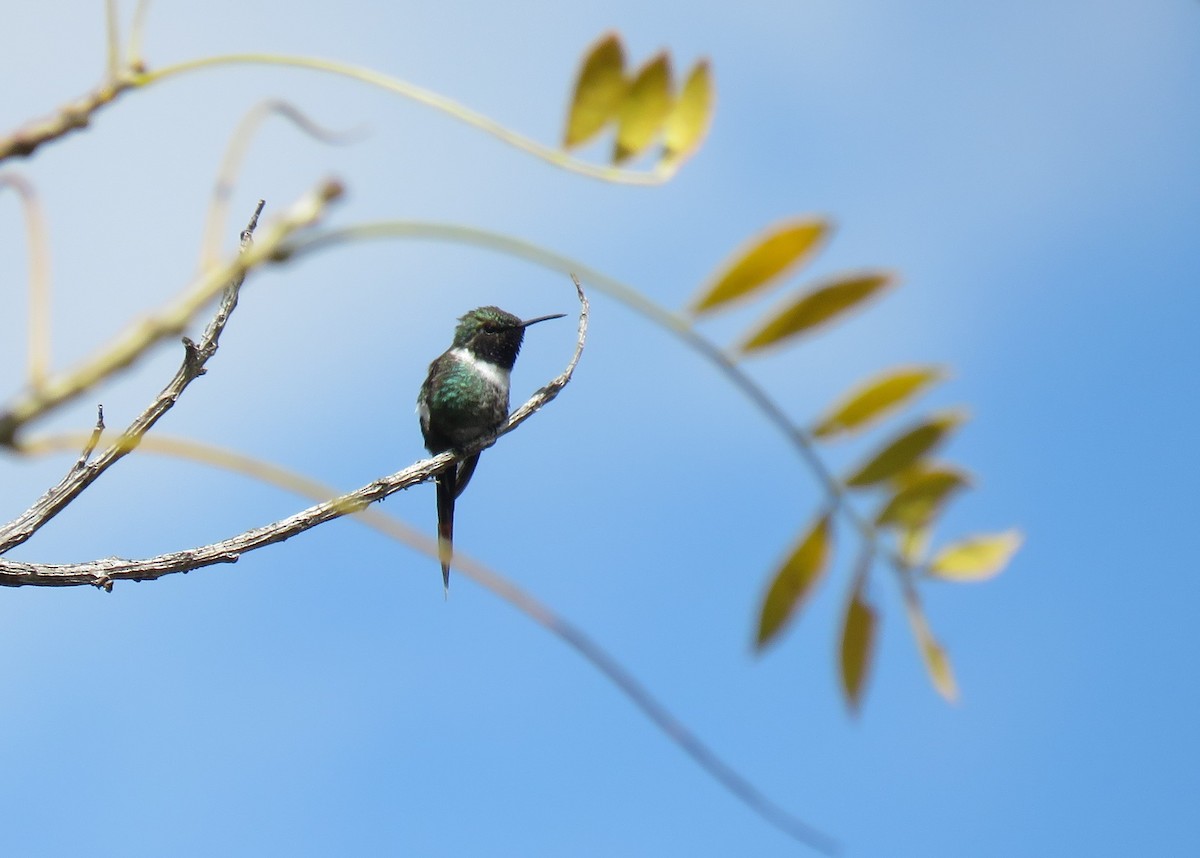 Sparkling-tailed Hummingbird - ML142143291