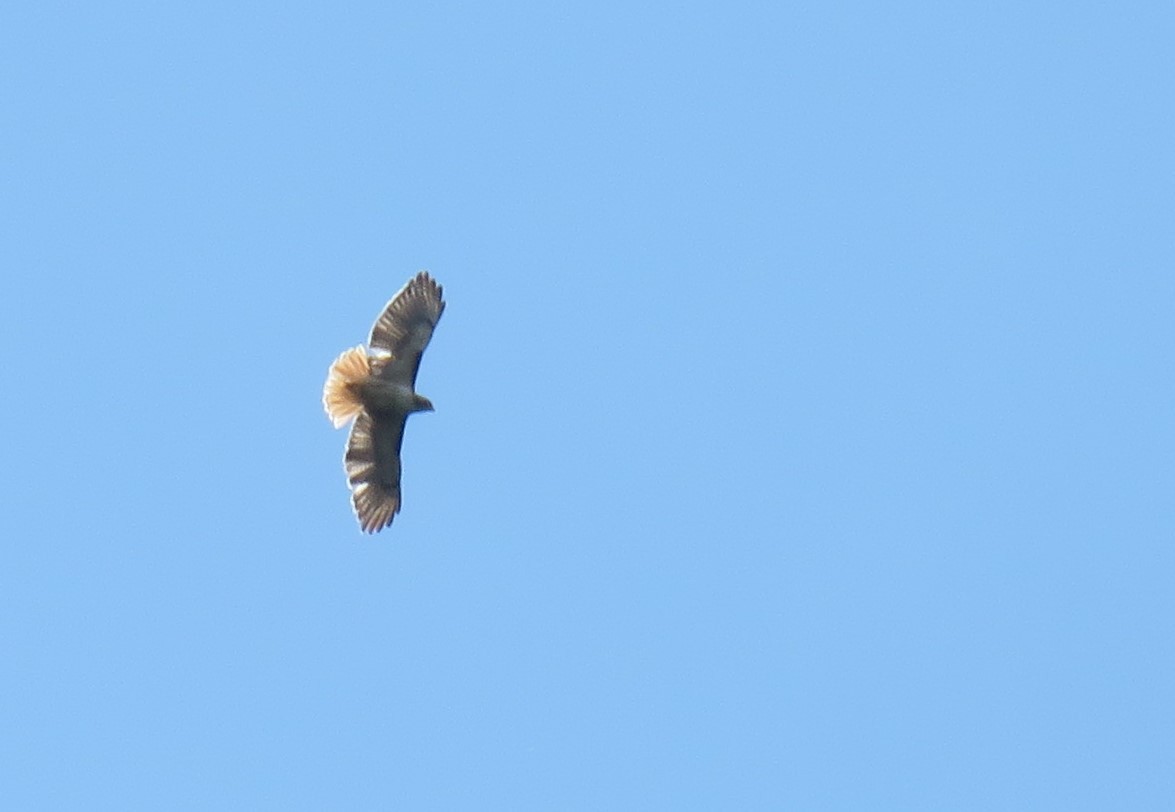 Red-tailed Hawk (kemsiesi/hadropus) - ML142143331