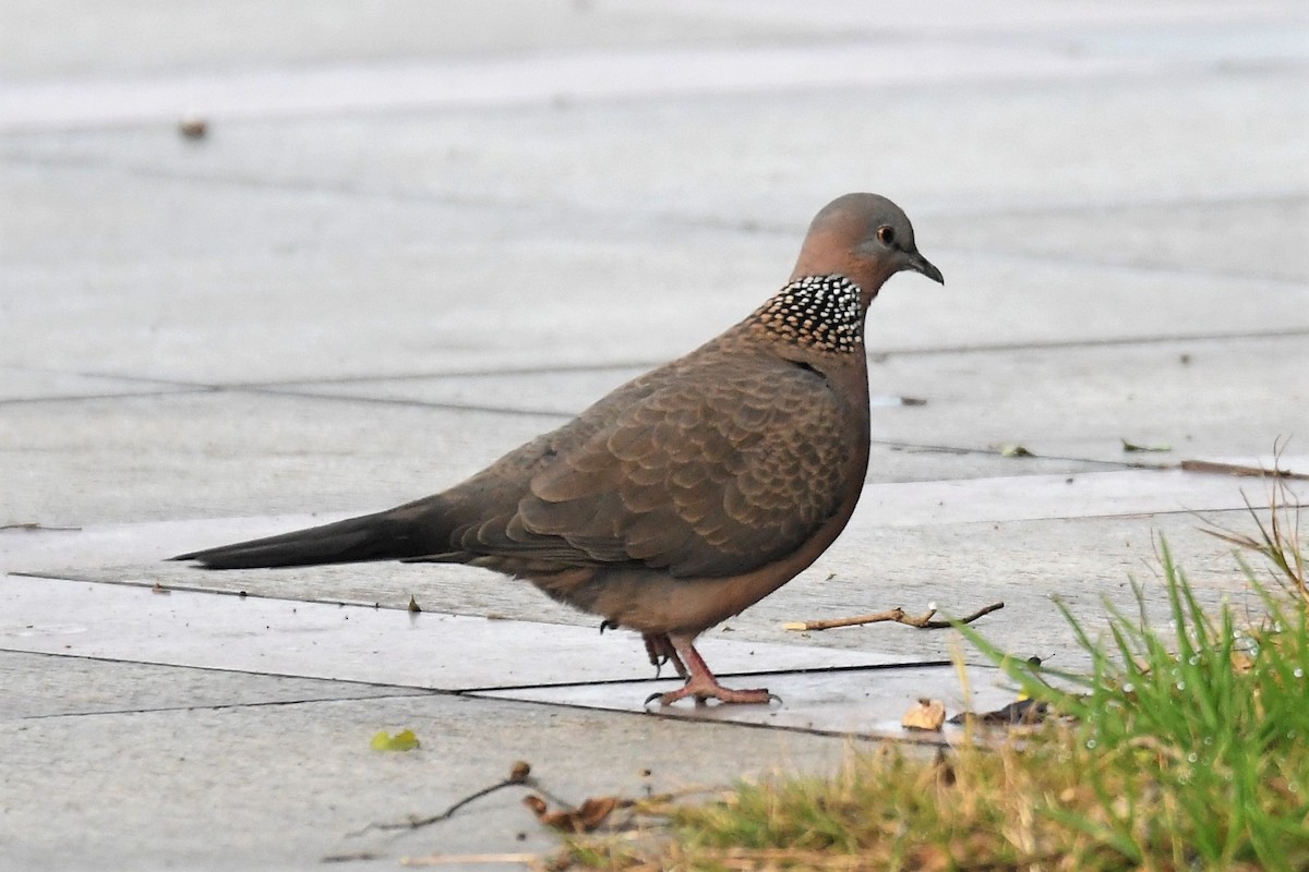Spotted Dove - ML142145161