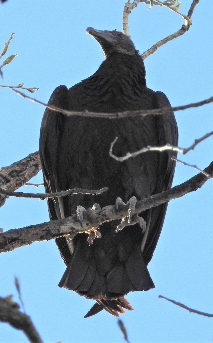 Black Vulture - ML142145511