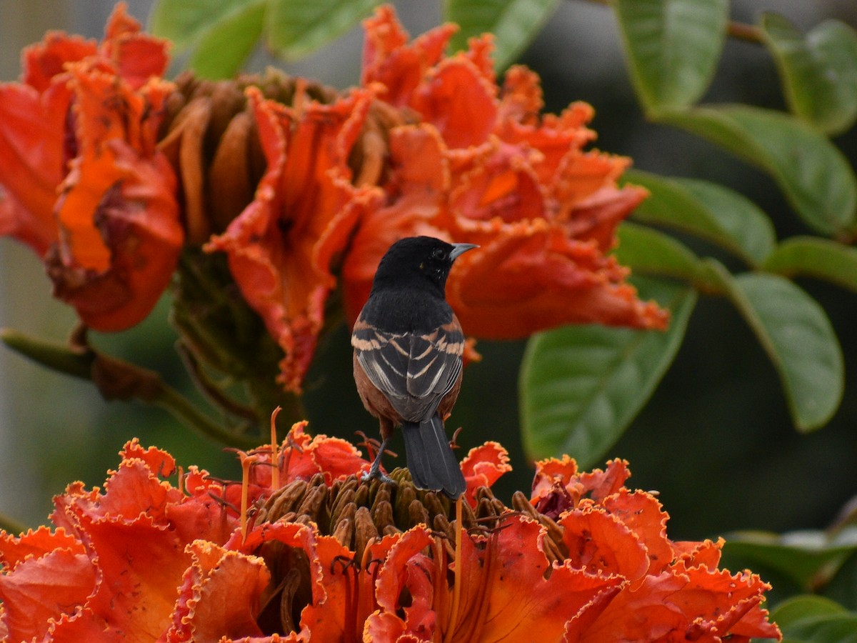 Orchard Oriole - ML142147251