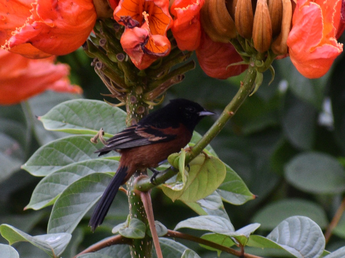 Orchard Oriole - ML142147331