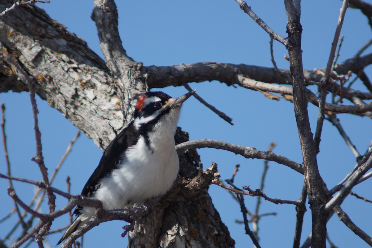 Hairy Woodpecker (Rocky Mts.) - Claire H
