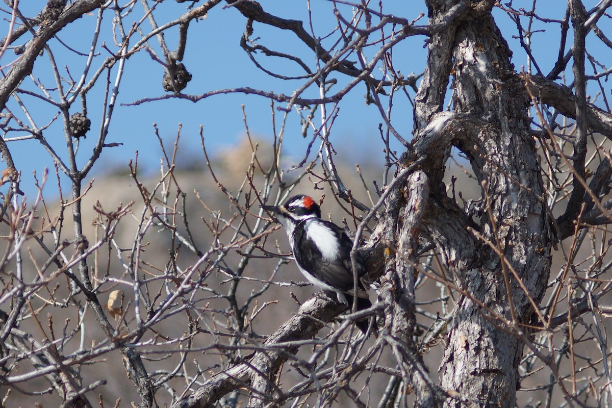 Hairy Woodpecker (Rocky Mts.) - Claire H