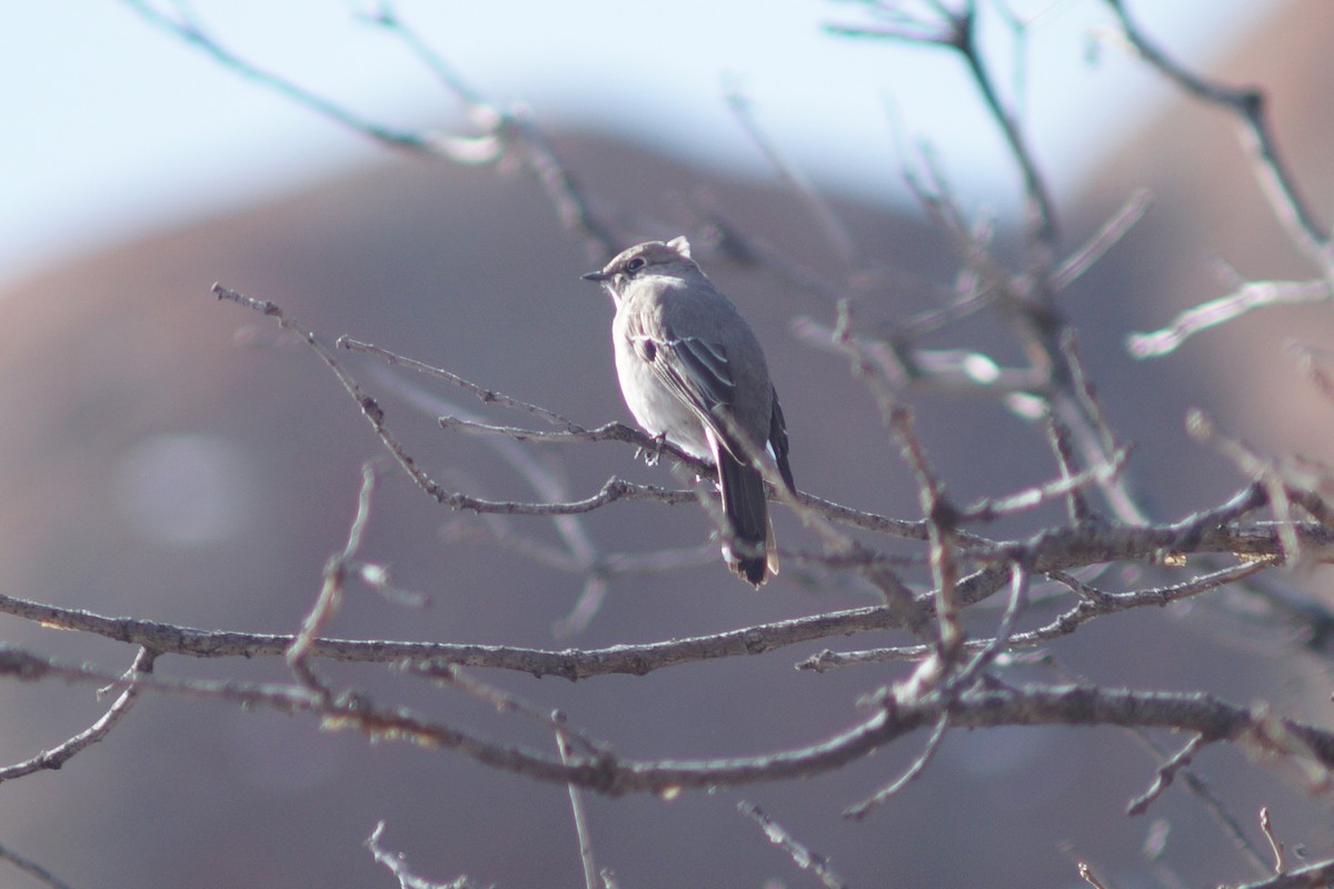 Townsend's Solitaire - Claire H