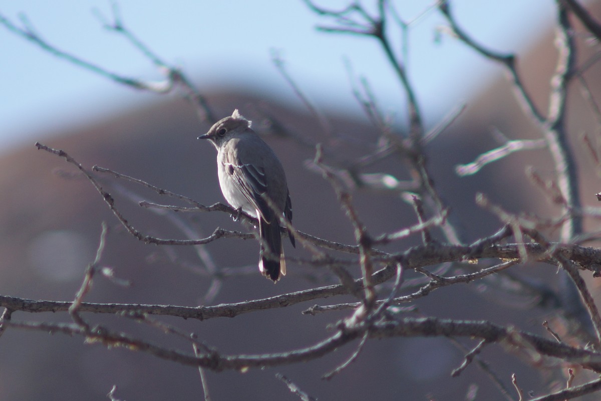 Townsend's Solitaire - Claire H