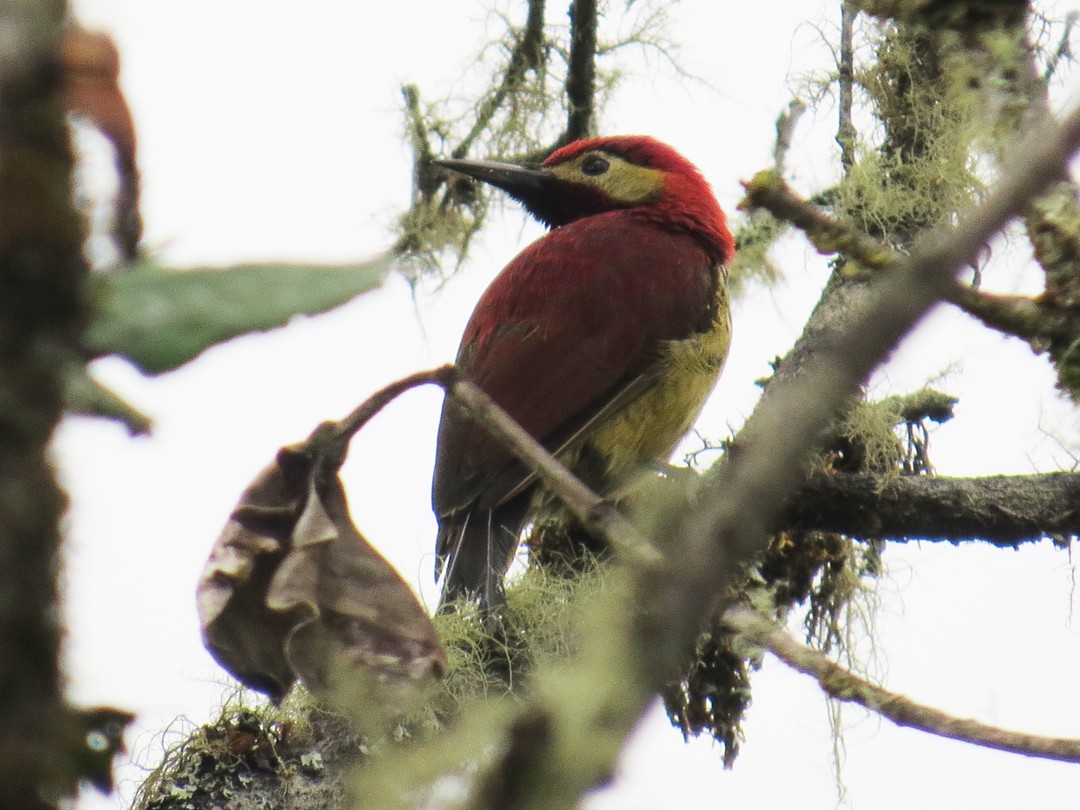 Crimson-mantled Woodpecker - Janet Cook