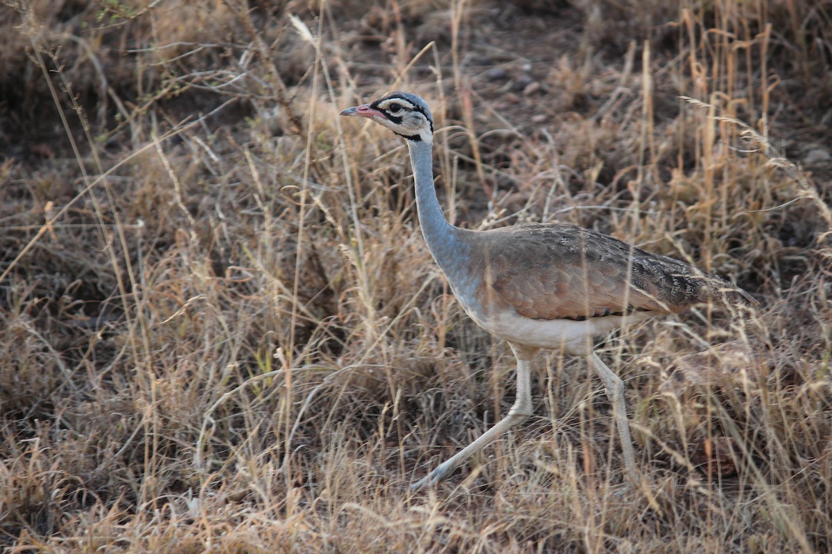 White-bellied Bustard - Cat To