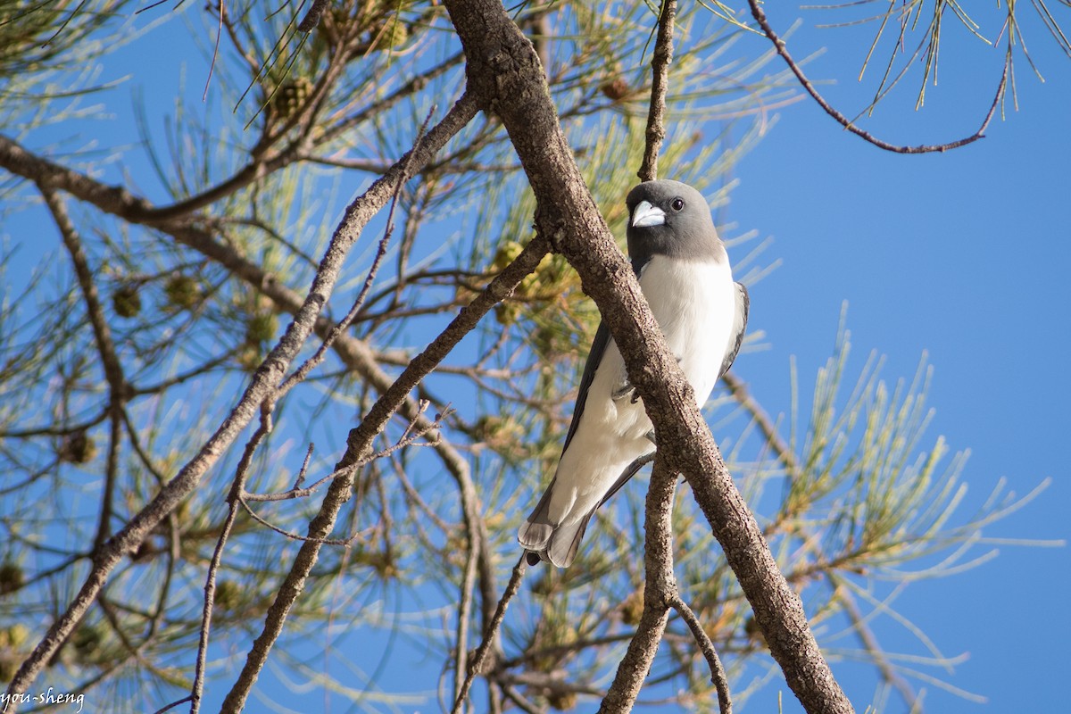 White-breasted Woodswallow - You-Sheng Lin