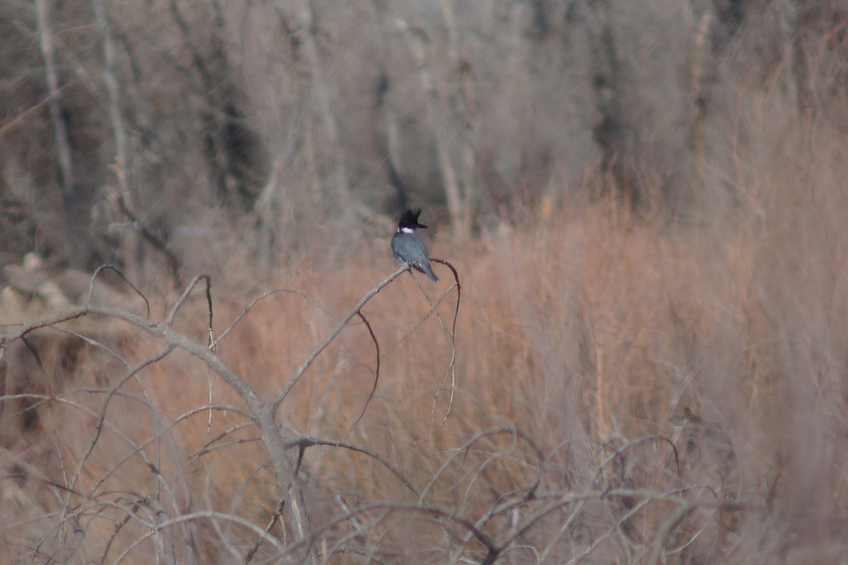 Belted Kingfisher - Claire H