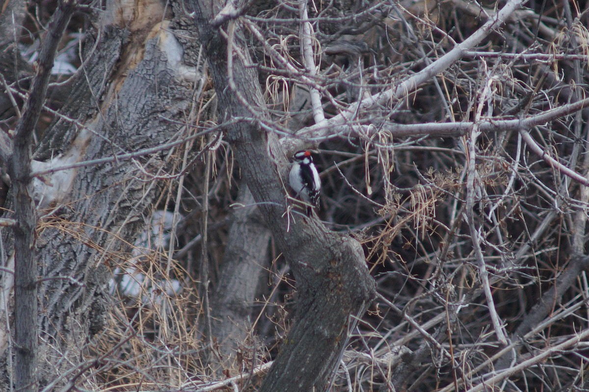 Downy Woodpecker - Claire H