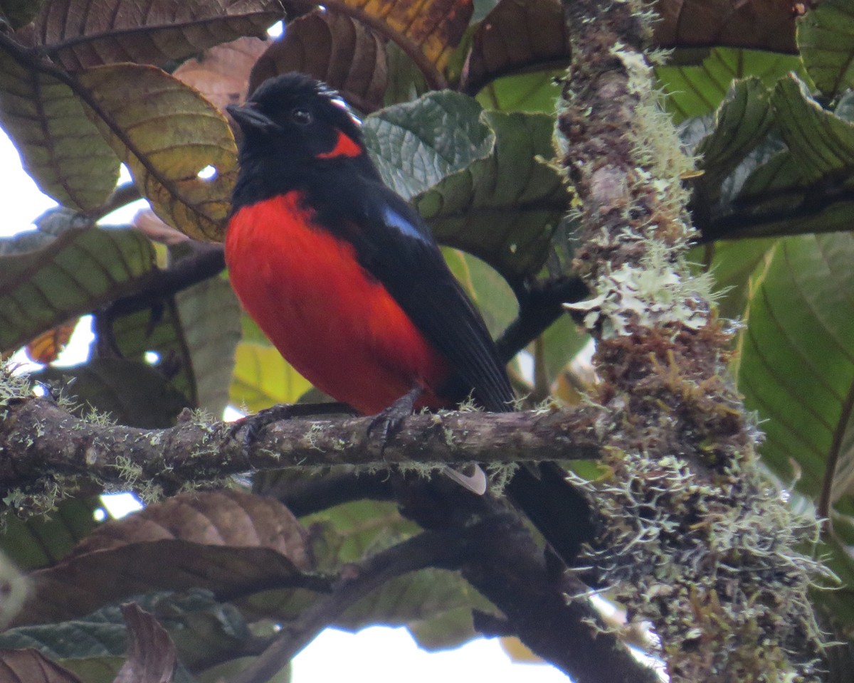Scarlet-bellied Mountain Tanager - Janet Cook