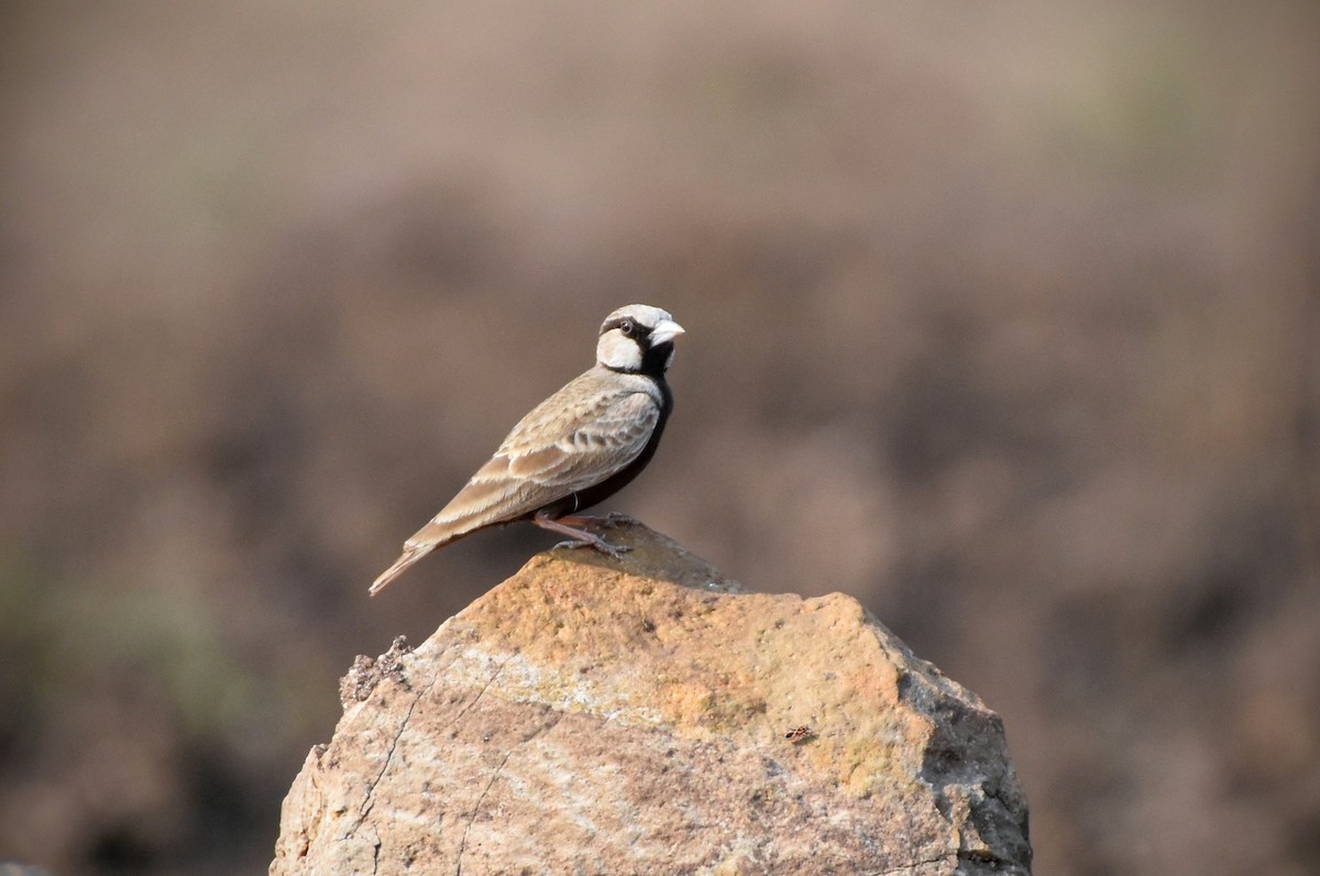 Ashy-crowned Sparrow-Lark - ML142153101