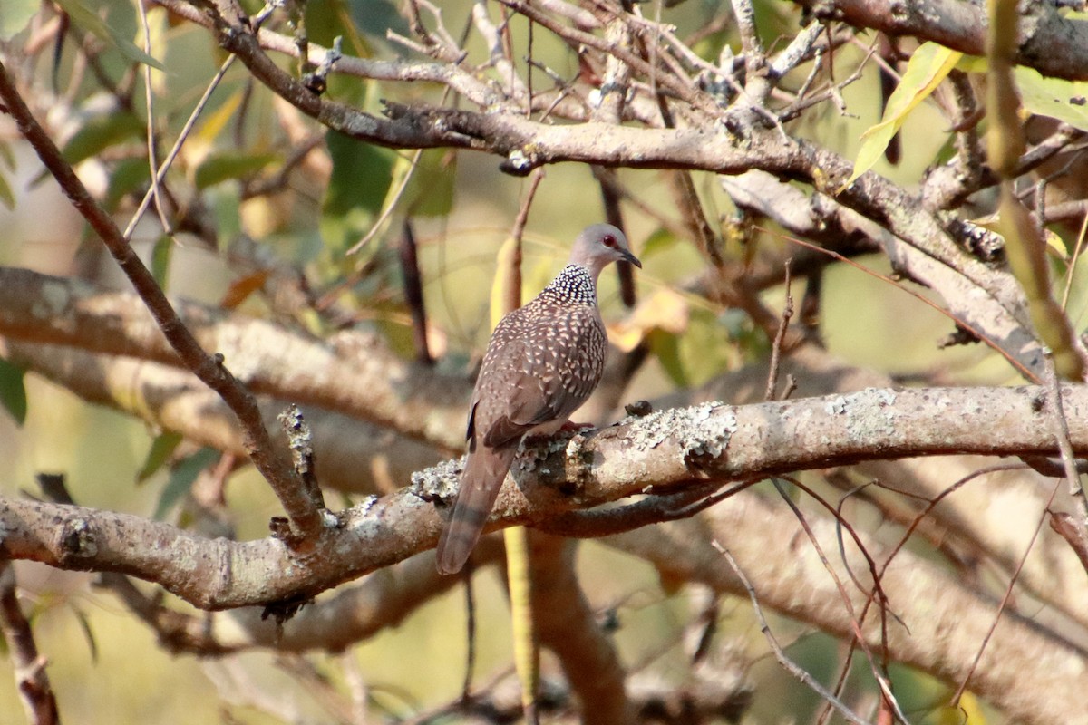 Spotted Dove - ML142153211