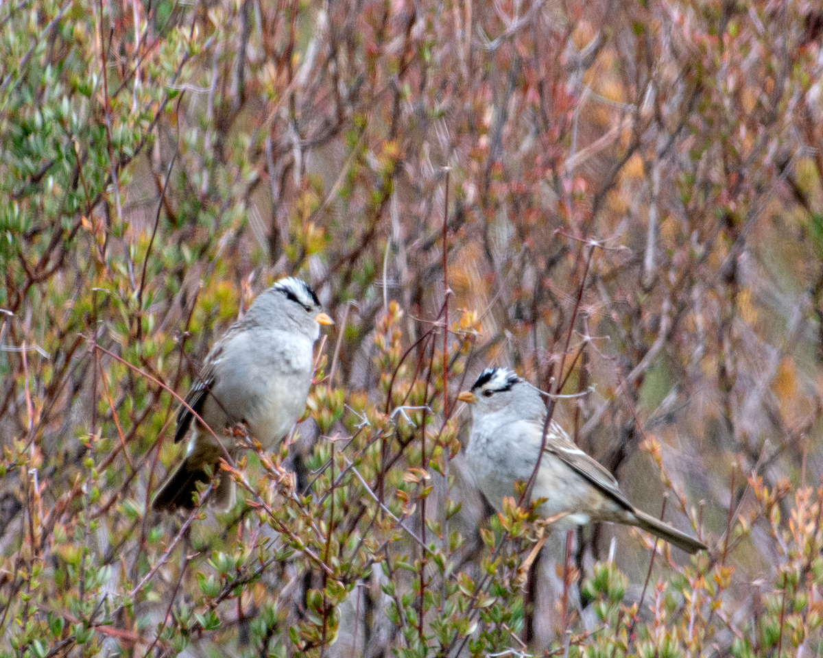 White-crowned Sparrow - Sherry Pratt