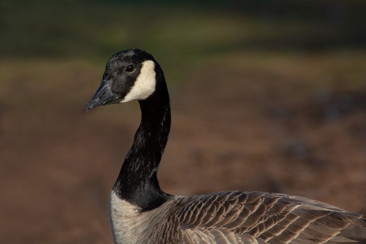 Canada Goose - Sherry Pratt