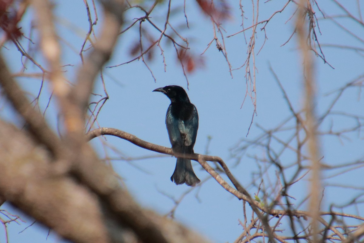 Hair-crested Drongo - ML142156871