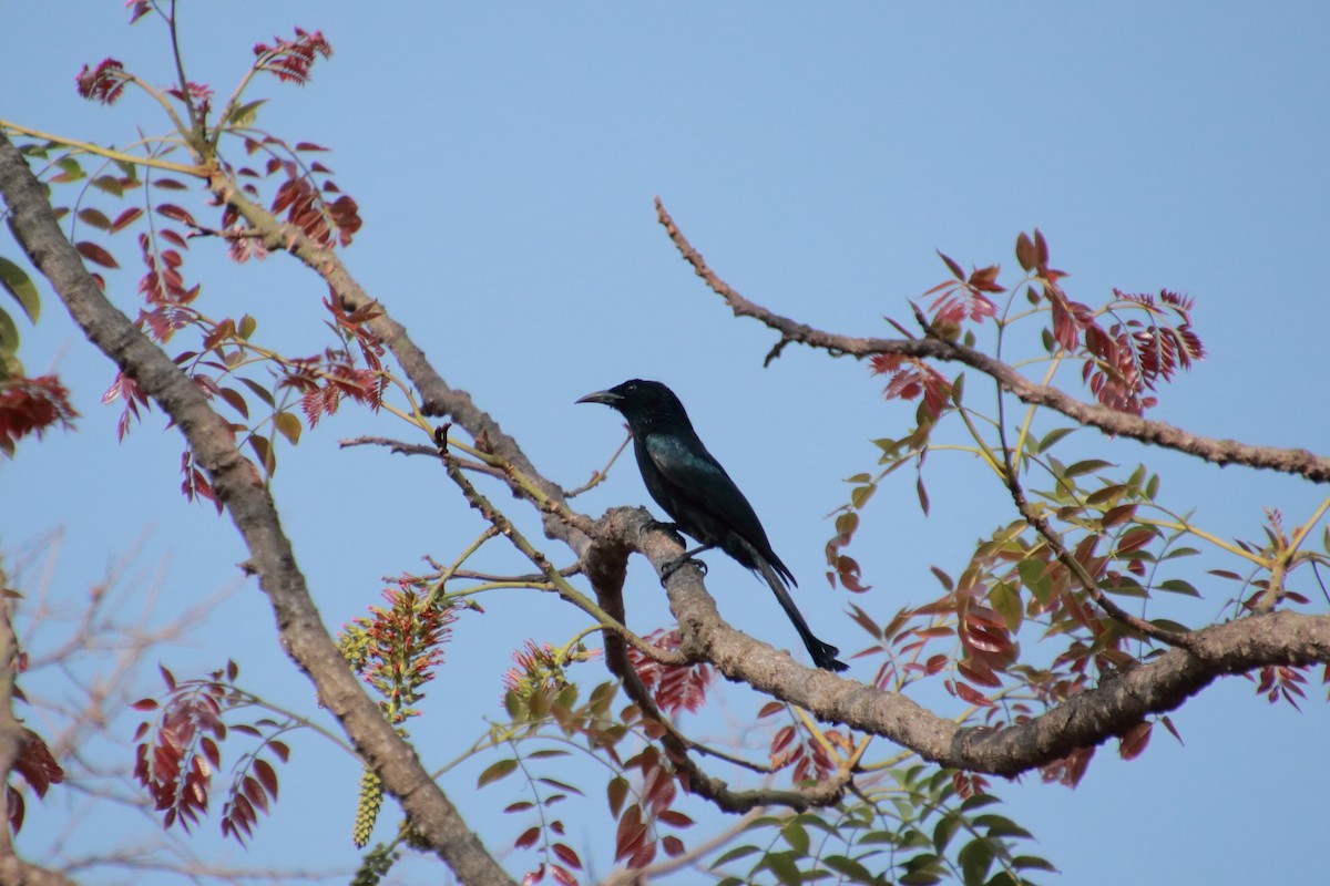 Hair-crested Drongo - ML142156921
