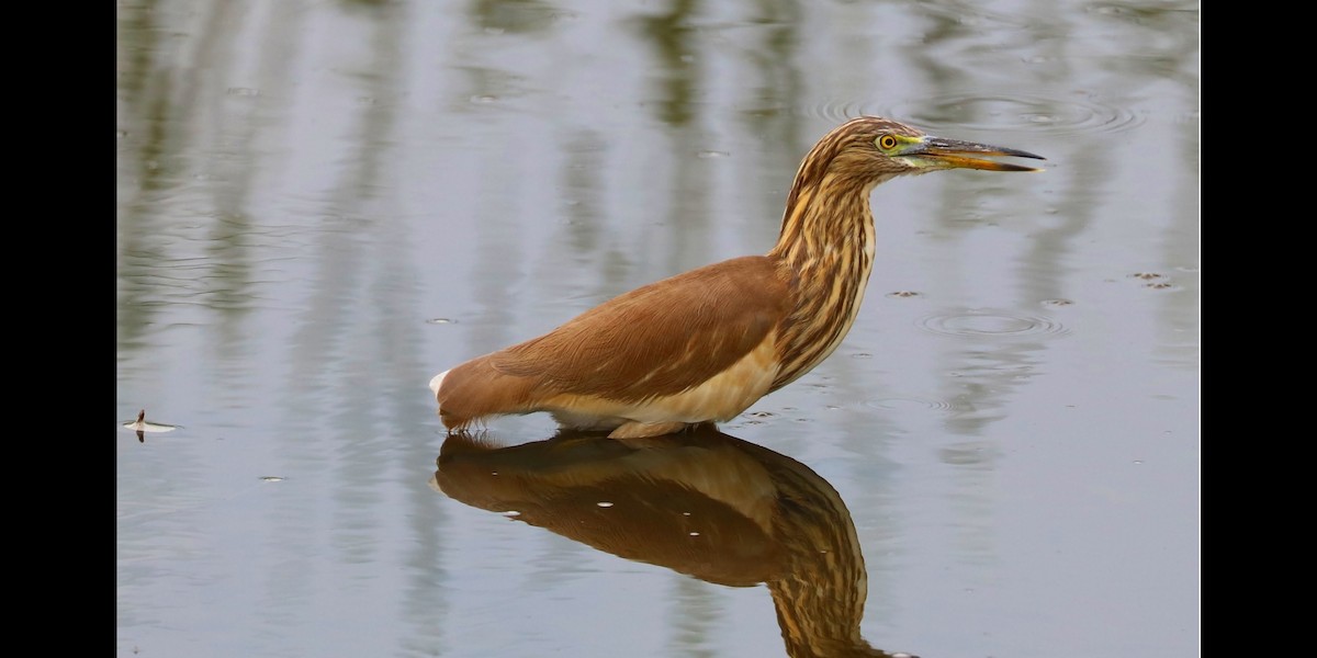 Indian Pond-Heron - Surendra Kumar R