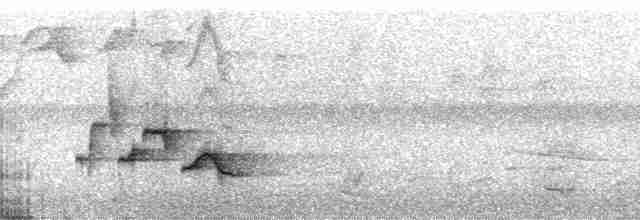 Серогрудый крапивник (leucophrys/boliviana) - ML142160
