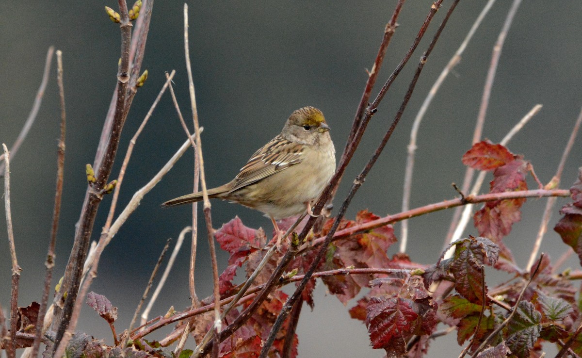 Golden-crowned Sparrow - ML142160691